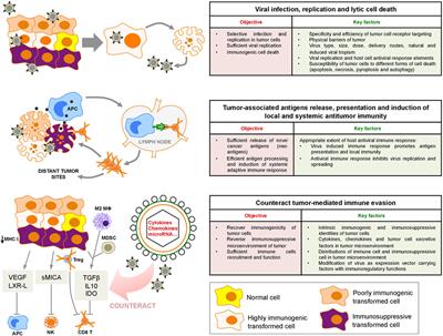 Modulation of the Intratumoral Immune Landscape by Oncolytic Herpes Simplex Virus Virotherapy